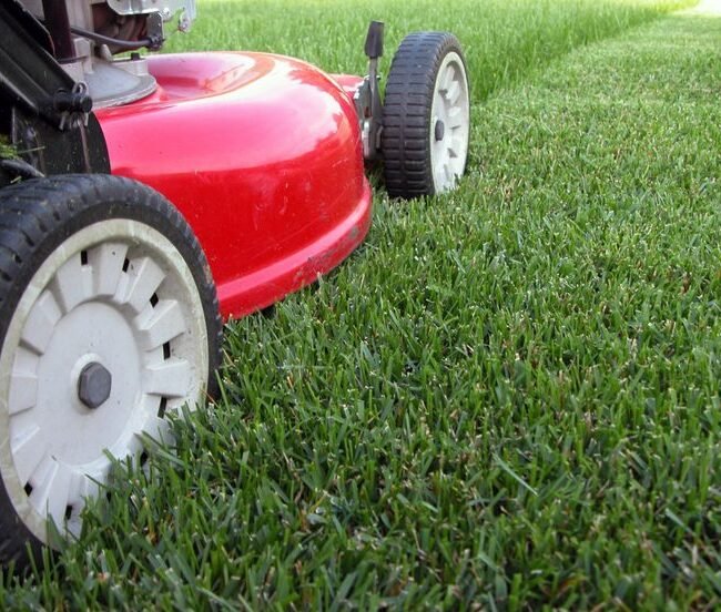 12 façons de recycler les tontes de gazon au jardin