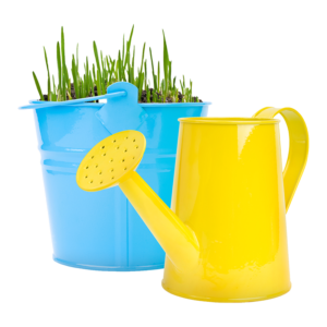 Narcissus Flower Watering Can Arrangement
