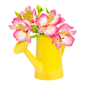 Bucket with Grass and One Water Can